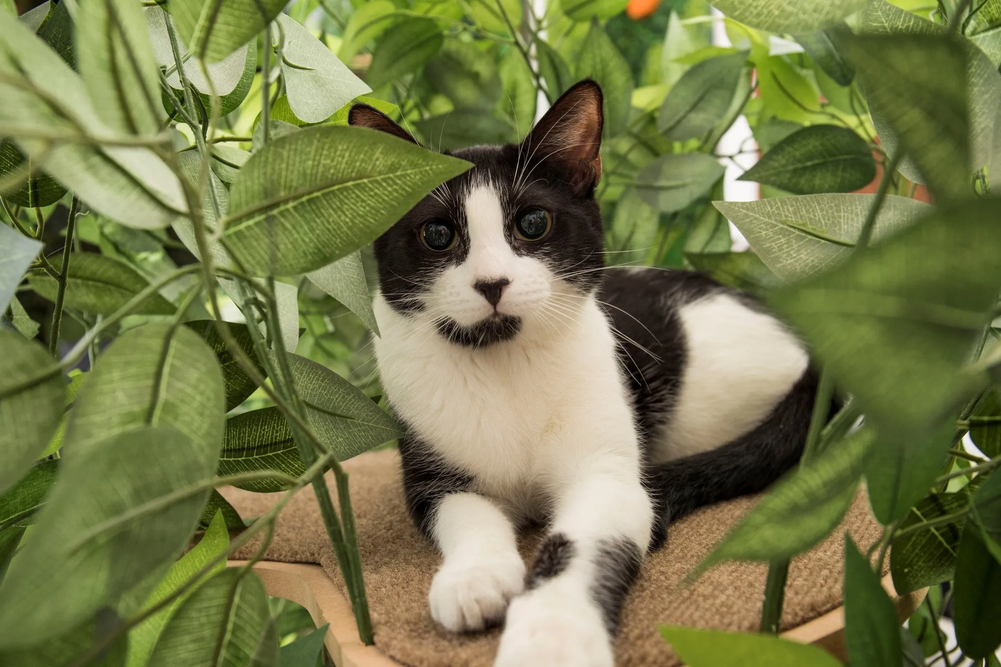 CatHaven™ Single Tier Cat Tree - Square Base