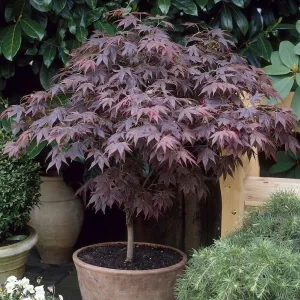 Japanese Maple Tree | Acer palmatum 'Bloodgood'