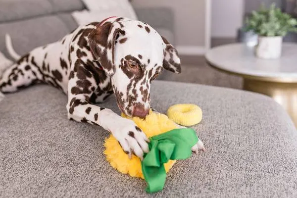 P.L.A.Y Tropical Paradise Squeaky Plush Dog Toy - Paws Up Pineapple