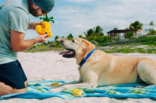P.L.A.Y Tropical Paradise Squeaky Plush Dog Toy - Paws Up Pineapple